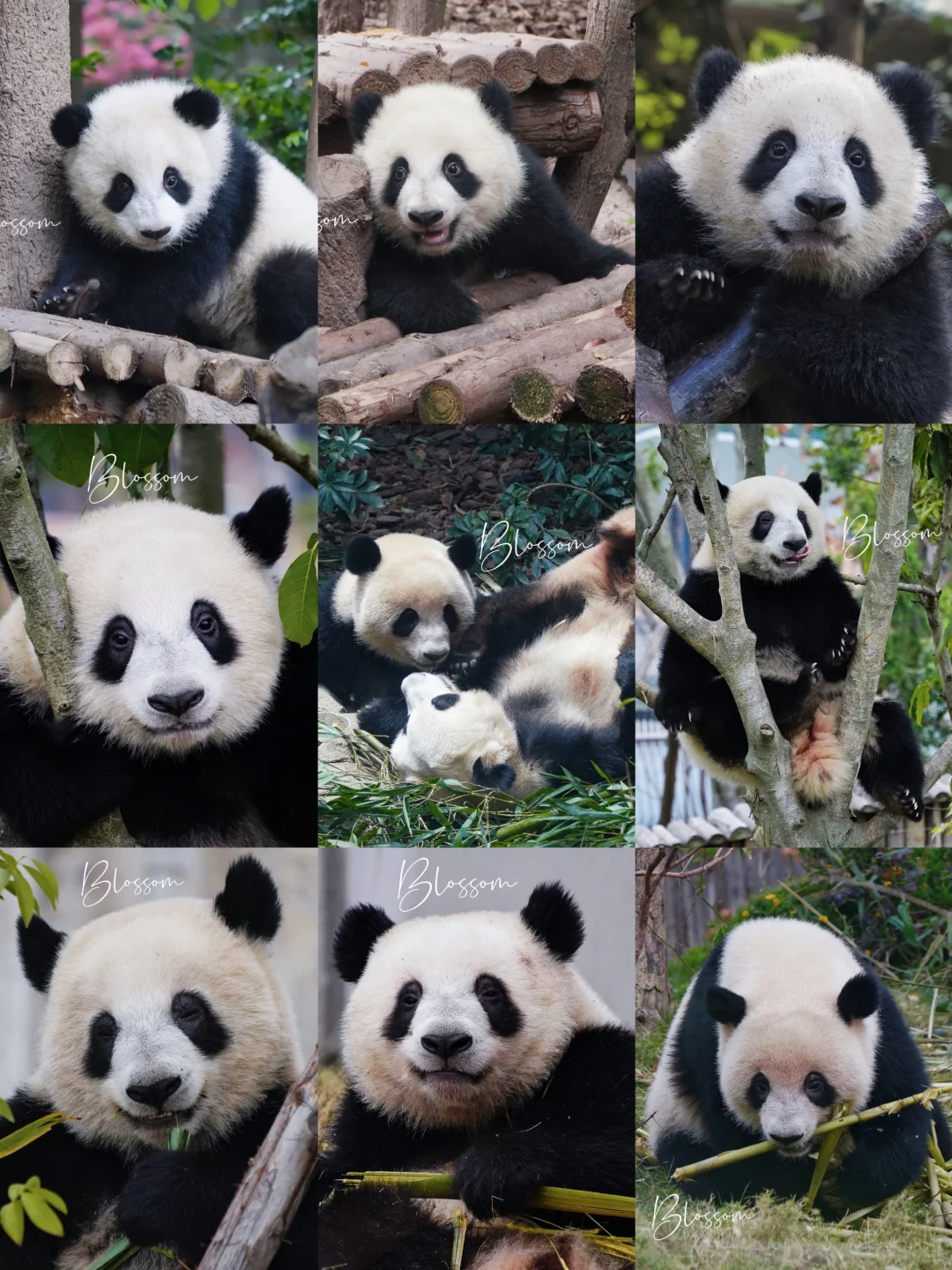 小福茹两岁了，很遗憾不能继续见证你的成长