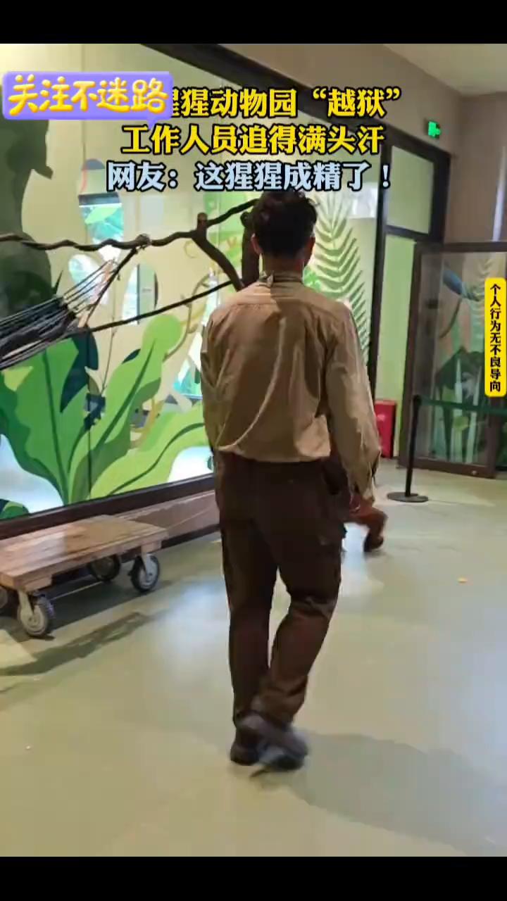 猩猩动物园"越狱"，工作人员追得满头汗。网友：这猩猩成精了！
重庆城市TV。
红