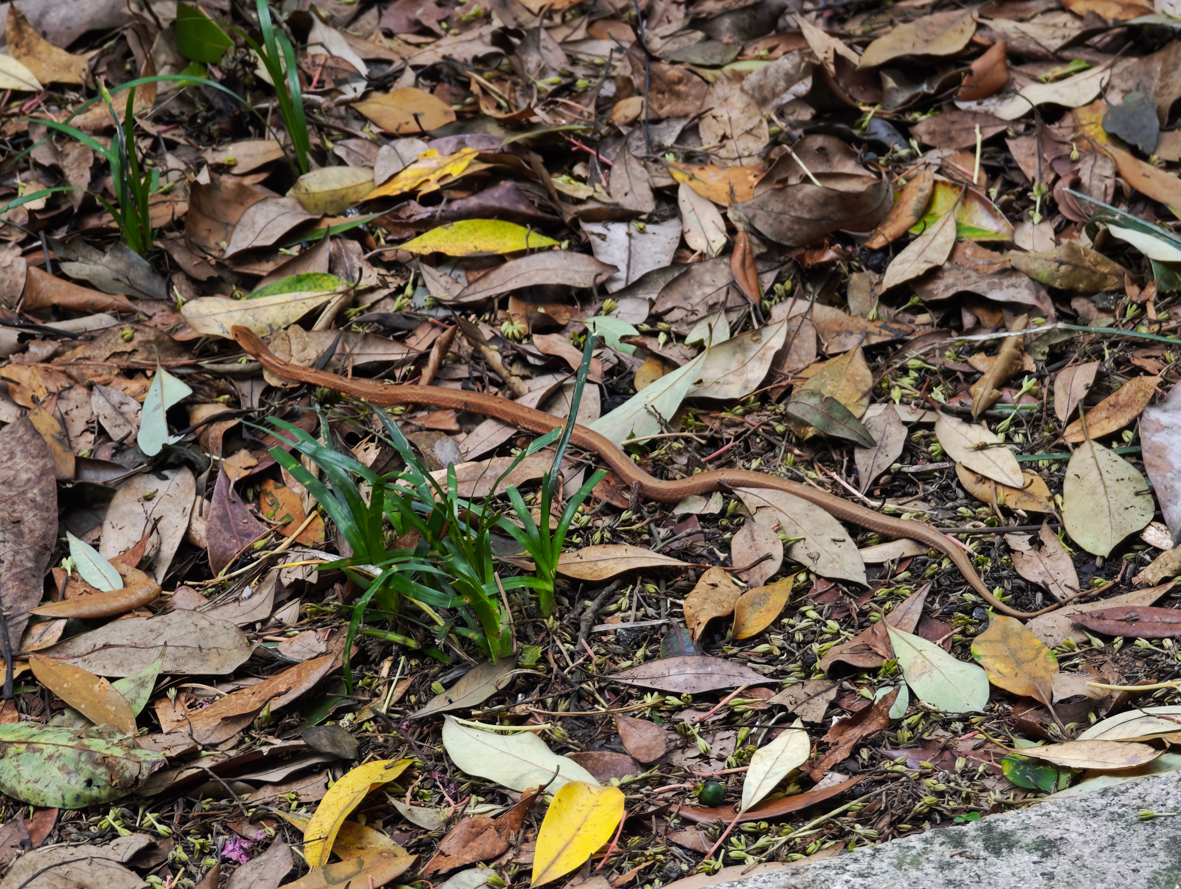 今天的帽峰山挺多小动物啊。 广州·帽峰山森林公园