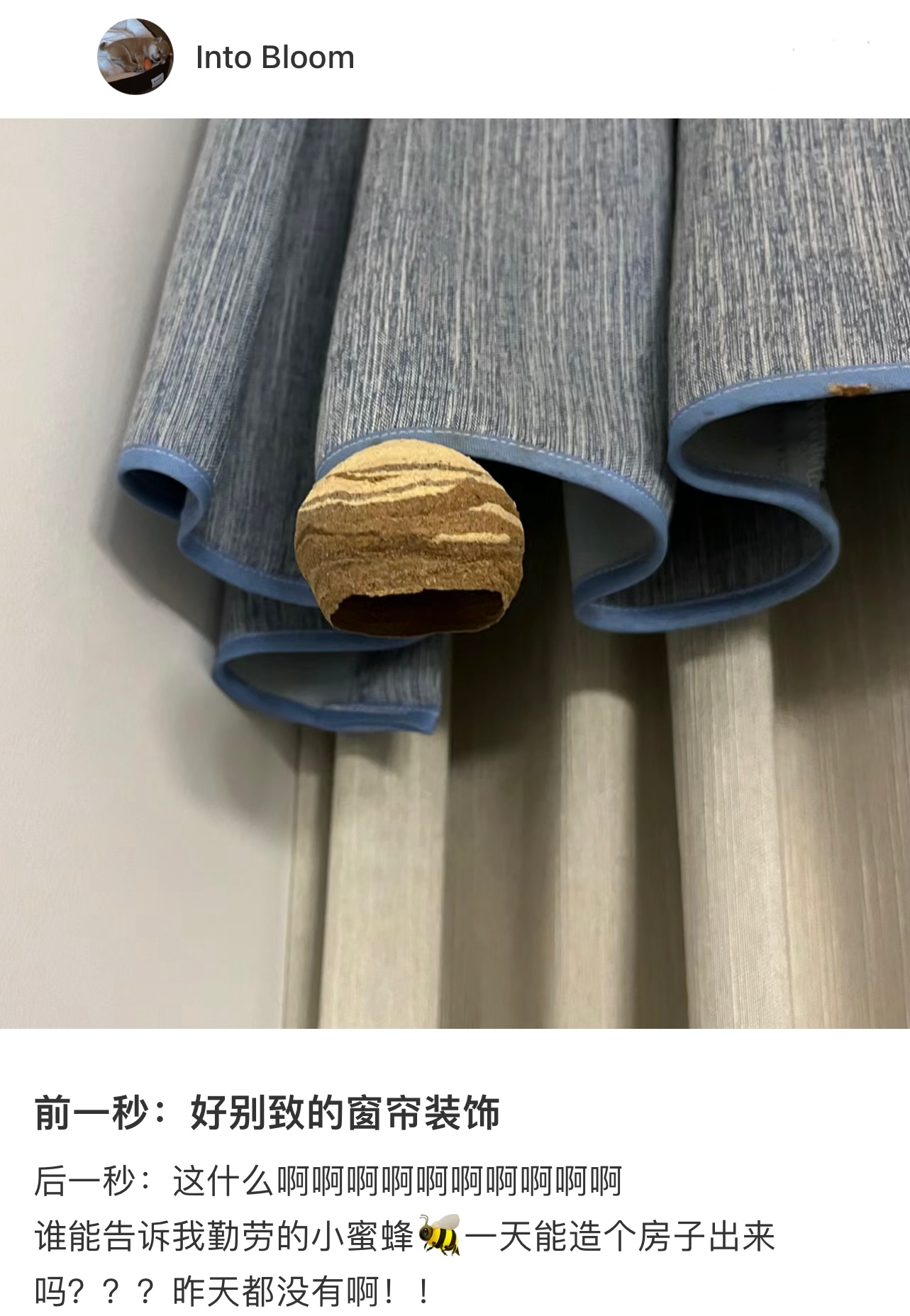 第一次看到小蜜蜂筑的巢诶 ​​​