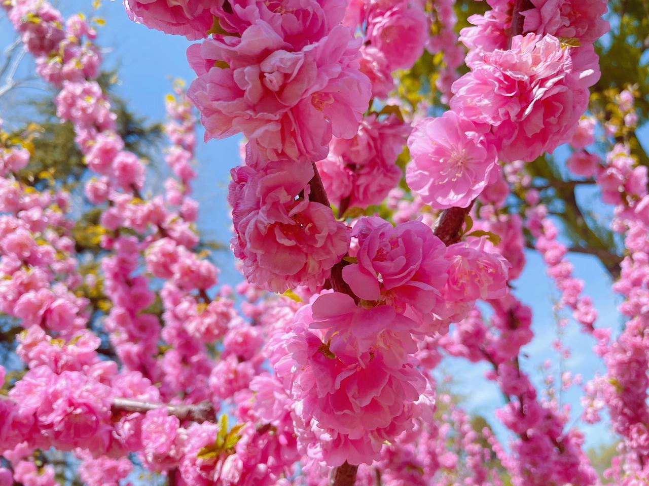 ＃你有哪些随手拍的比较满意的照片＃
    最美人间四月天， 花影摇曳中，人间浪