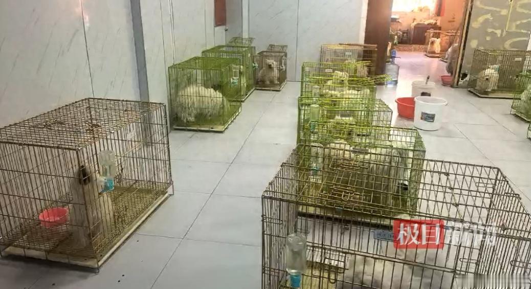 “被做局了！”辽宁鞍山，一名犬舍老板从熟人手里，花了178.7万元买了36只“纯