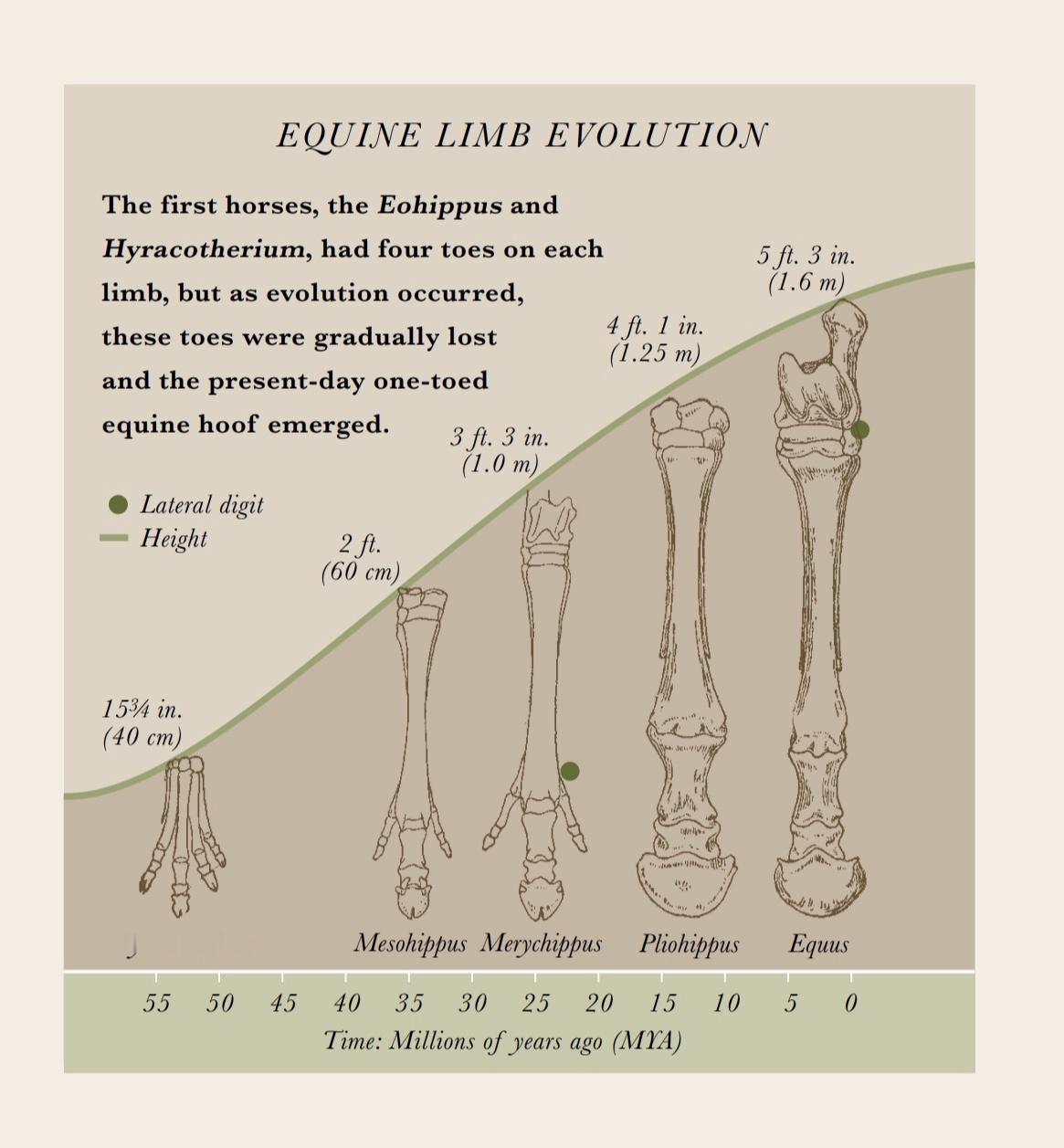 在距今5500万年前，马类不仅个头只有今天中型犬那么大（肩高40cm），连足尖也