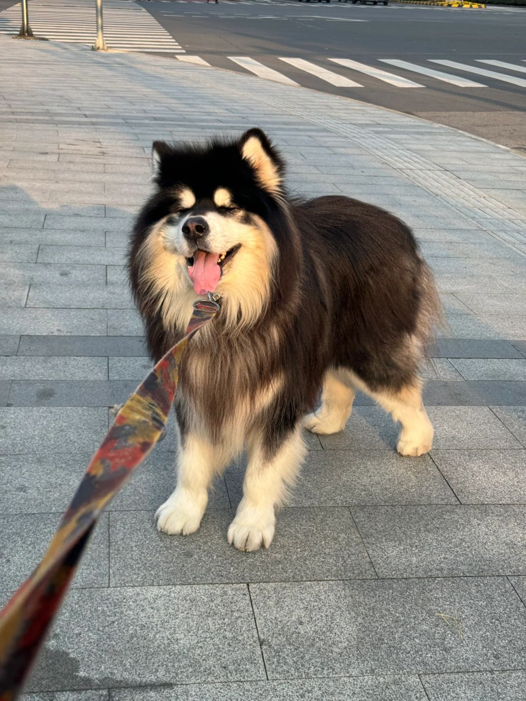 小倔驴