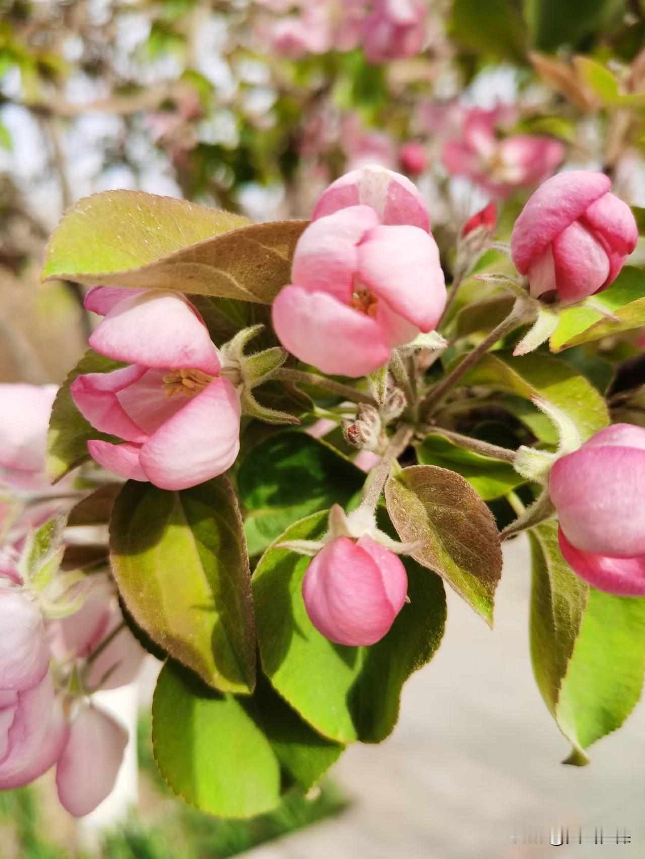 晒图笔记大赛 粉嫩的花朵绽放，春意盎然，生机勃勃！🌸🌿人活一辈子，什么是真正