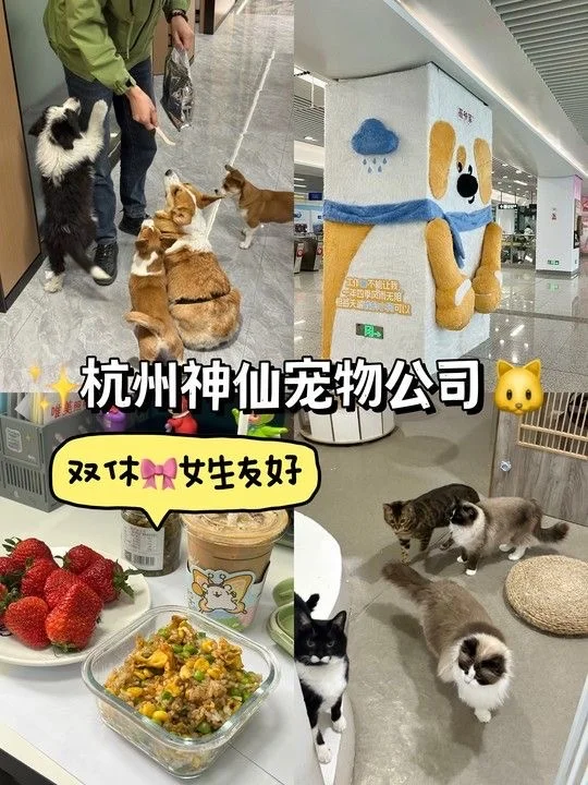 杭州容易进的宠物公司！上班太快乐了！