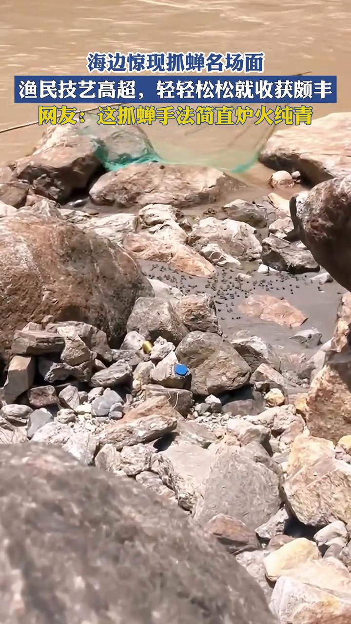 海边惊现抓蝉名场面，渔民技艺高超，轻轻松松就收获颇丰。
网友：这抓蝉手法简直炉火