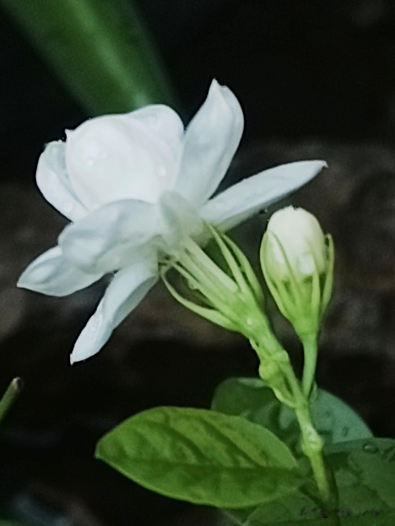 茉莉飘香……
 
素白柔瓣凝清露，翠蒂纤枝蕴浅香。
不与繁花争艳色，静藏幽韵送清