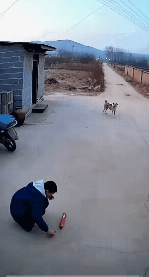 太离谱了，真替那只小狗抱不平！
 
小狗蹲在院门口，尾巴摇得跟小扇子似的，正安安