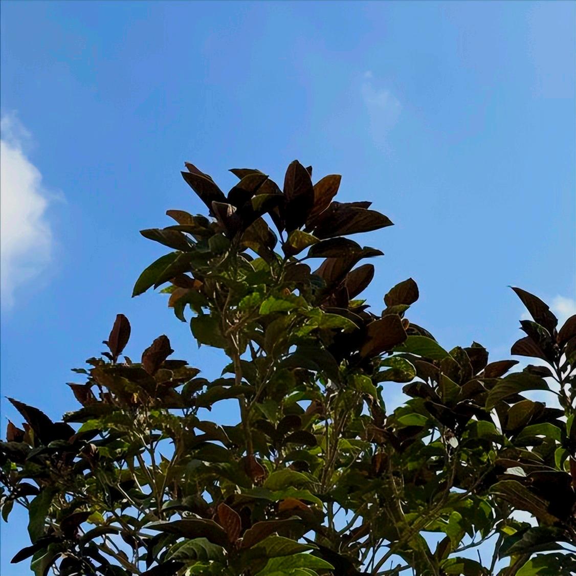 广东：党纪政务处分南方医科大学1人   为近年来的第3人
 
12月22日，广东