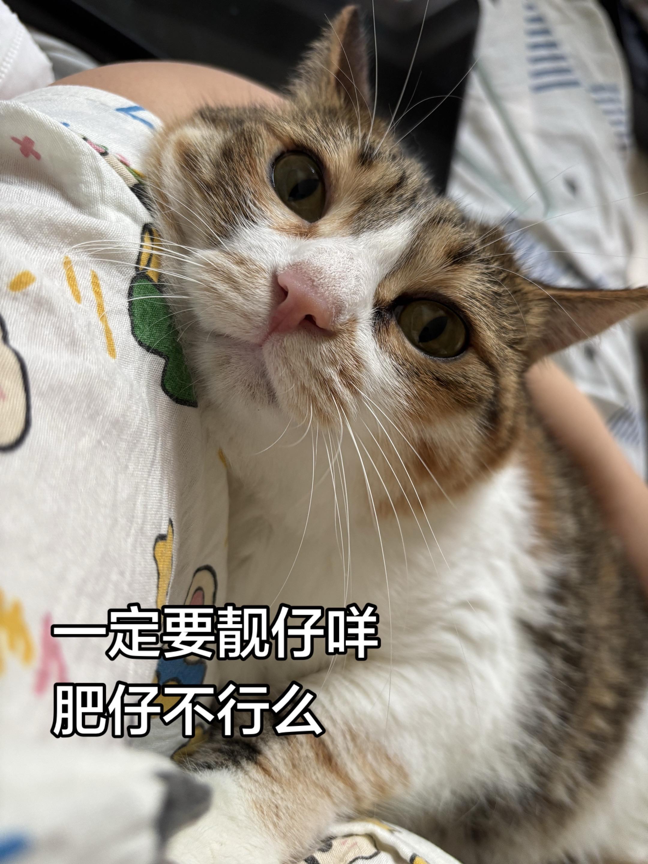 心思全写在脸上的猫猫 喵星人报道 谁不为小猫咪着迷呢