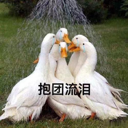干大事，而惜身。欲翻倍吃大肉，又怕被套。见小利，而忘义。因涨跌而跟动，追涨杀跌。