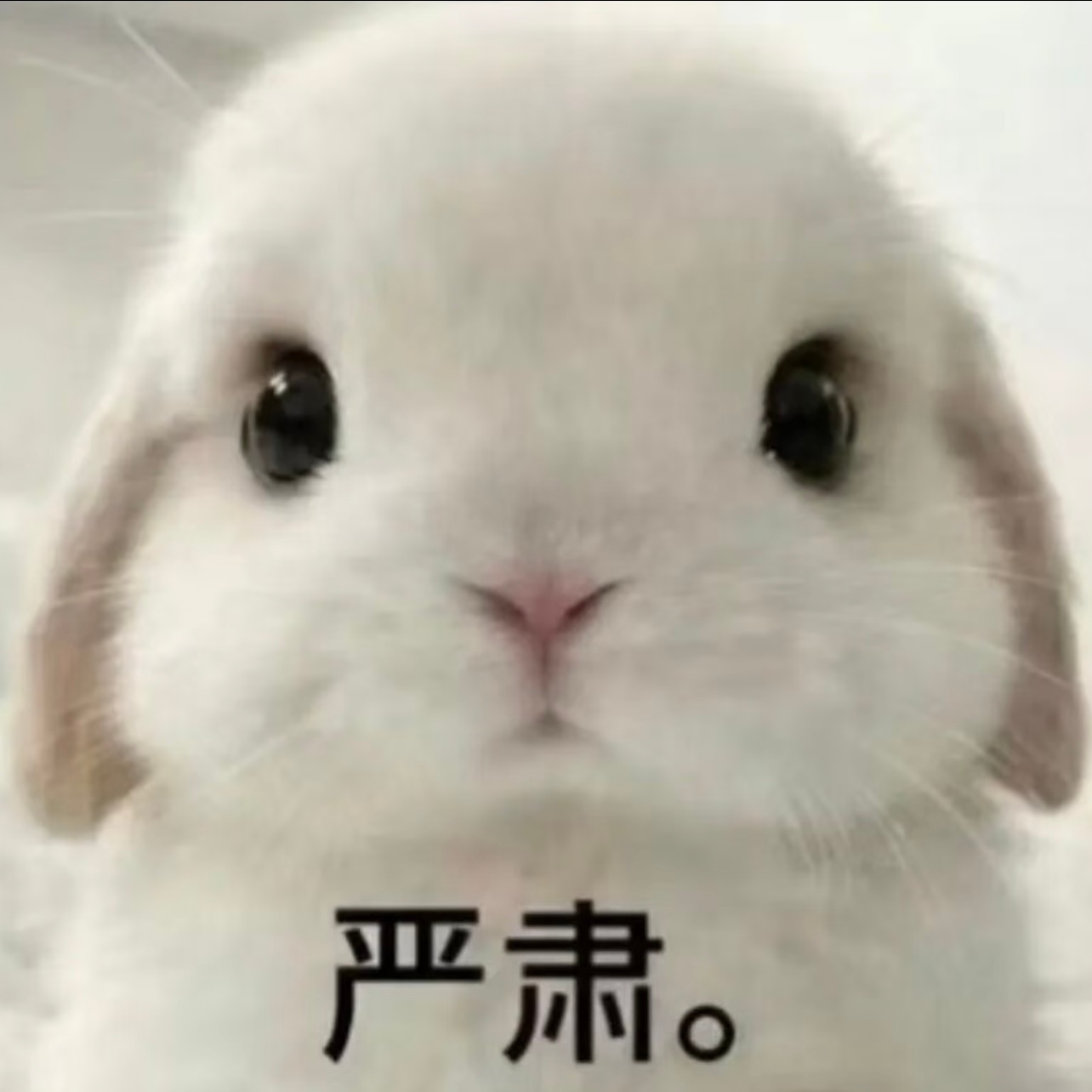 笑死了感觉现在所有群：任务呢 