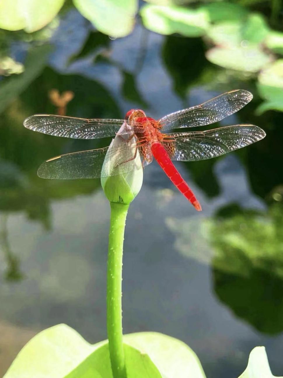 如果没有天赋，就不断的重复，
如果不是天才，那就一步步的来，
朋友们，今天12月