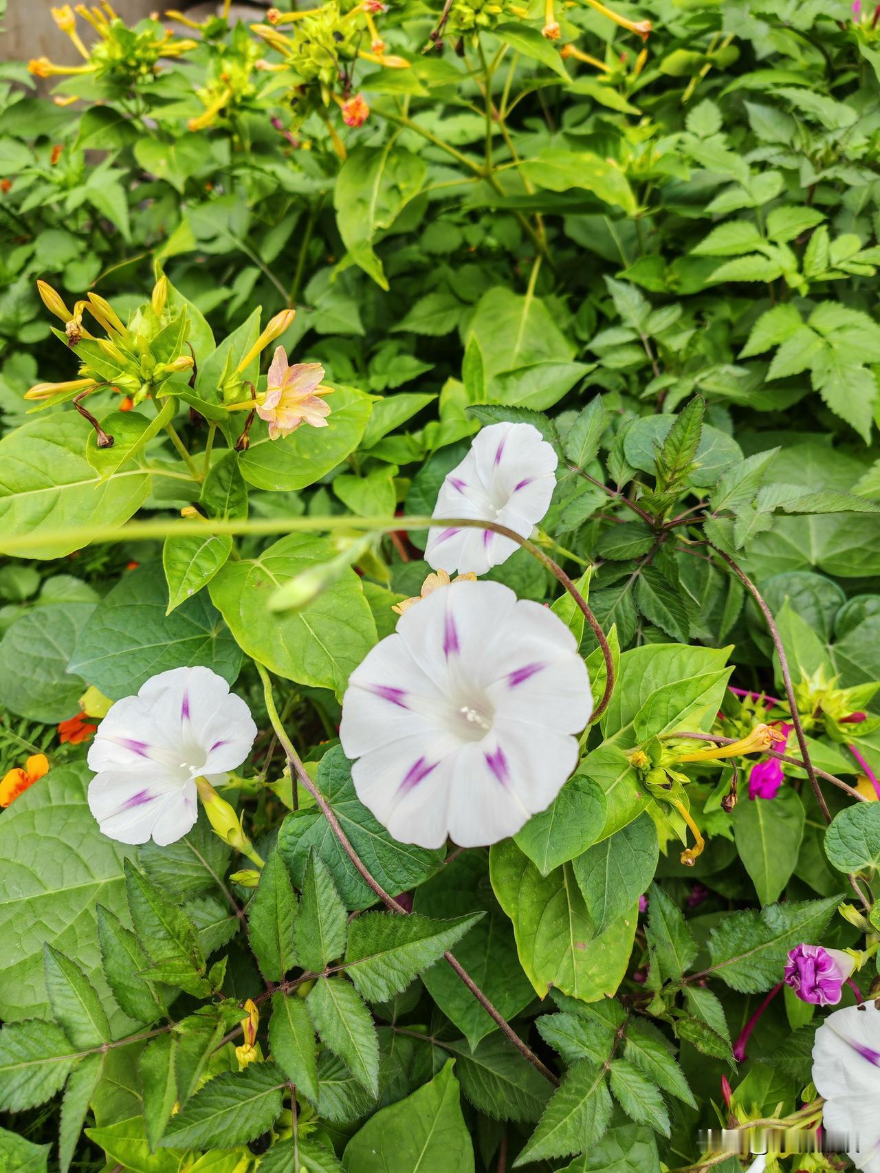 记得小时候有很多喇叭花，五颜六色的，现在很难见到了，这种白色的我还是第一次看到。