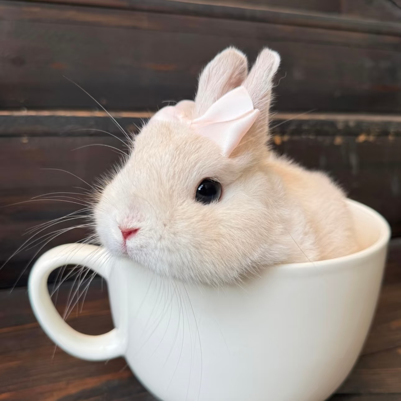 𝐀𝐯𝐚𝐭𝐚𝐫｜审兔积累 >ᴗn好呆一个兔 ㅎㅅㅎ♡₊.ᐟ.ᐟ 