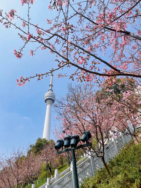 别挤武大了‼️这里的粉色樱花🌸即将开爆～