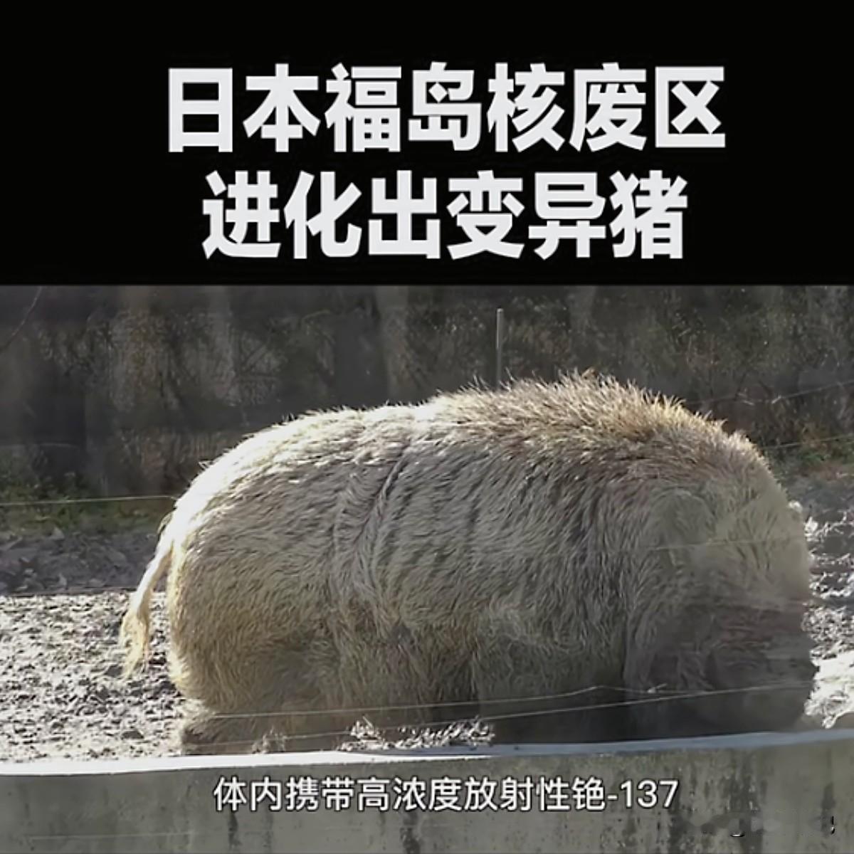 最近跟猪算是杠上了。前脚刚曝出国内火腿肠抗生素超标，后脚日本福岛核废区的“超级猪