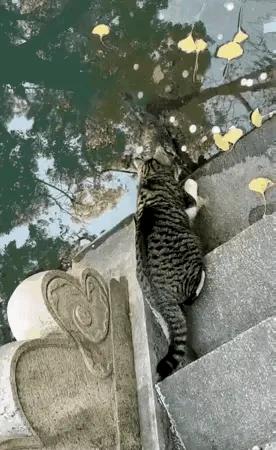 狸花猫“豹哥”是一名野生的捕猎高手，前几天被拍到溜进业主家阳台上，顺走了两条昂贵