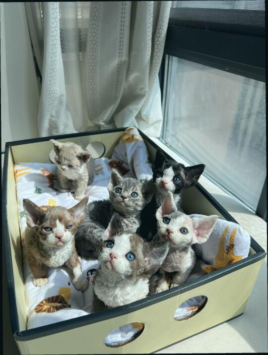 🇭🇰HK買貓💛一窩德文bb穩家長