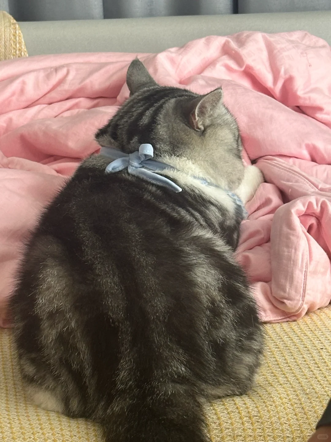 又开始踩奶了！