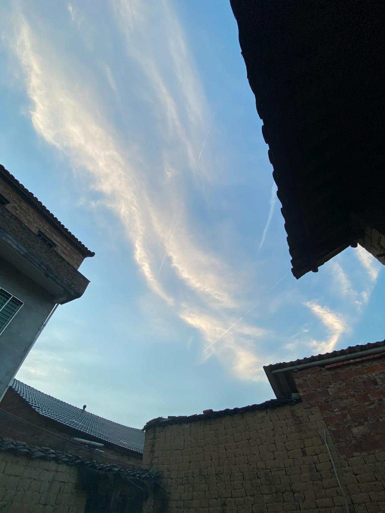 回老家后，路过树林准备摘果时，凑巧遇到一条内急的大黄，它惊讶的望着我，我也好奇的