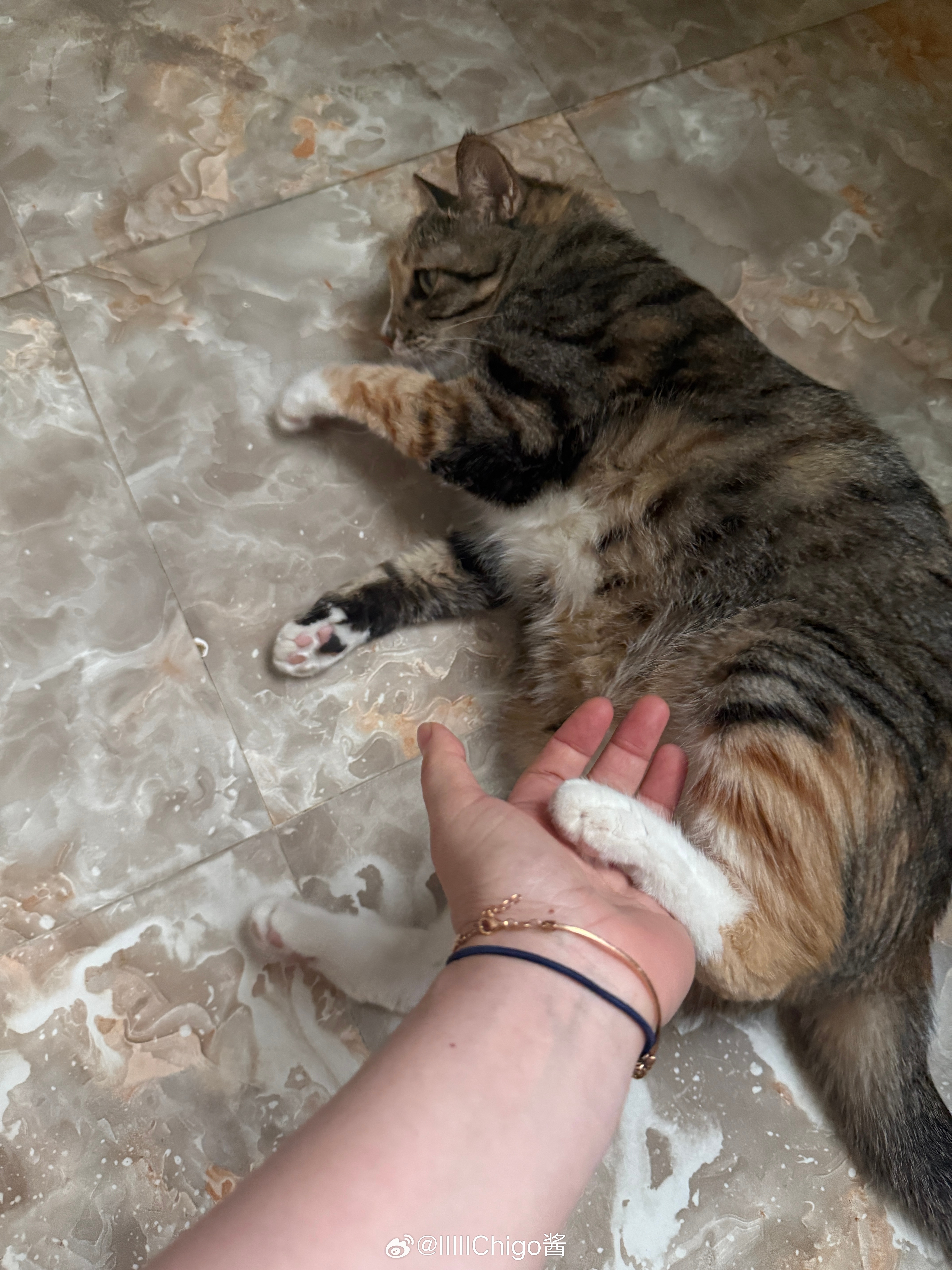 垃圾猫也知道去厕所凉爽 