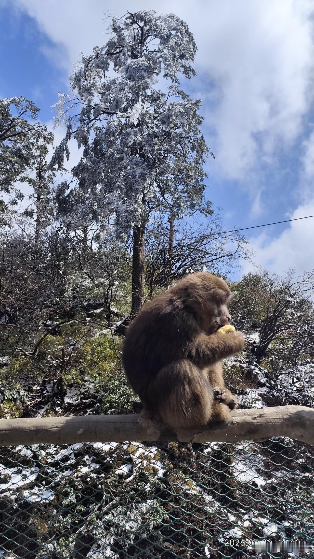有没有好看的风景图片分享峨眉雪山猴自乐