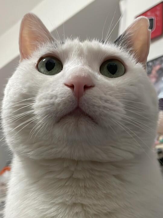 馒之大，一屏放不下