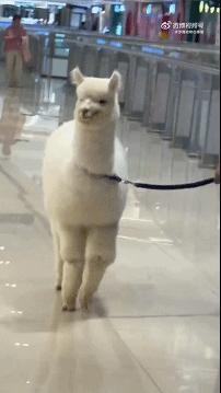 以防你没看过羊驼劈腿 宠物卖萌中心 ​​​