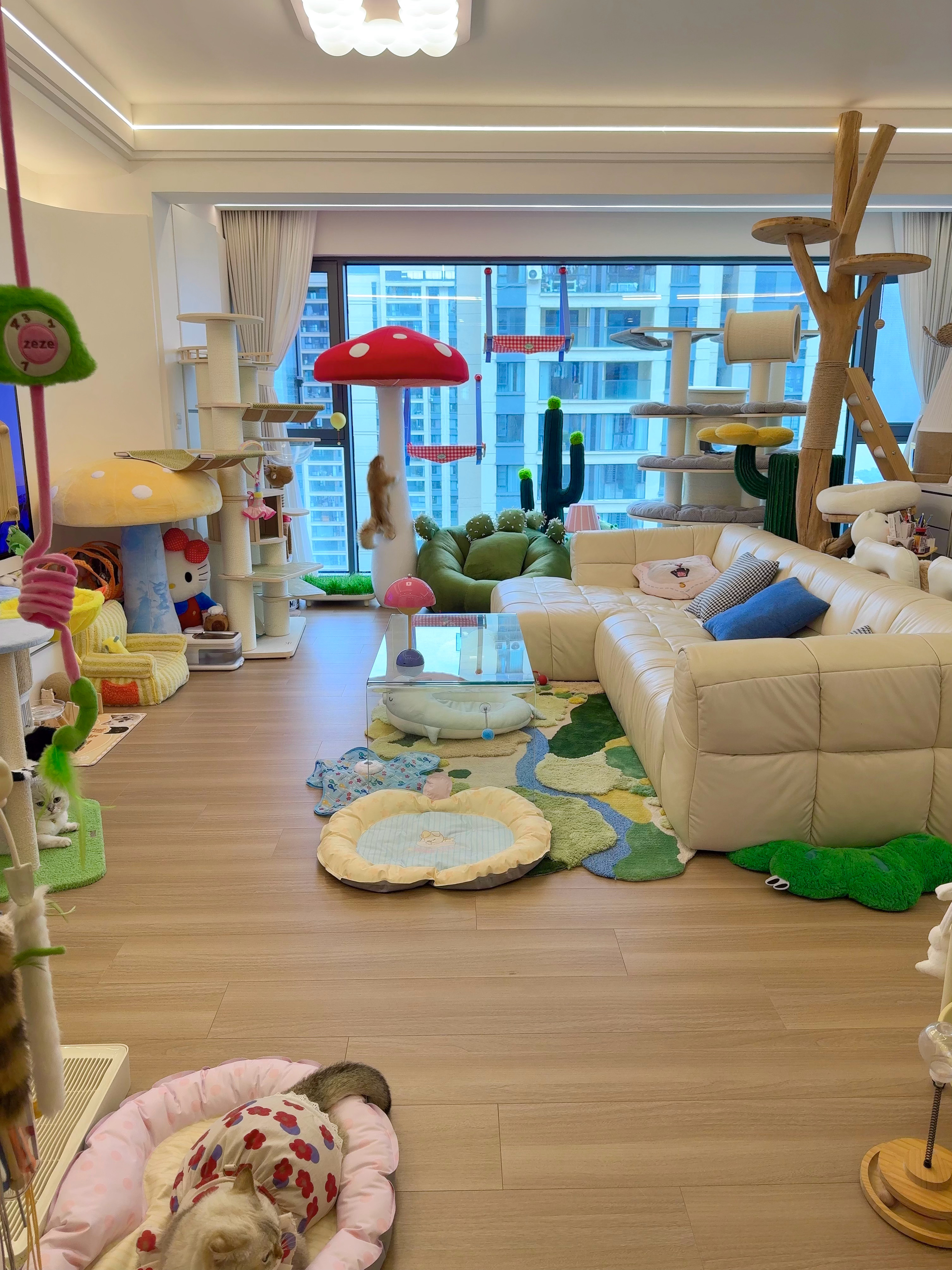 小葵窜天猴来的