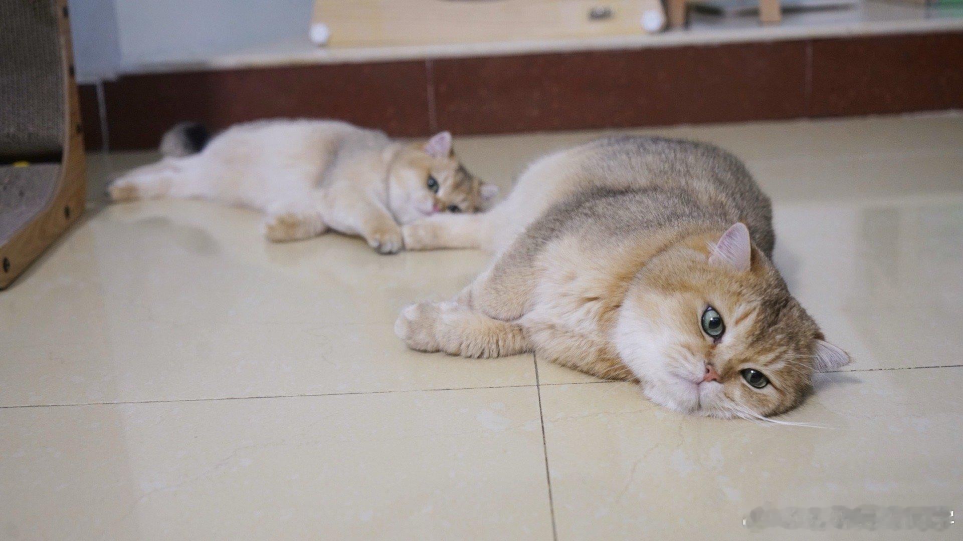 猫咪模仿秀？#萌宠闹新春##猫咪# ​​​