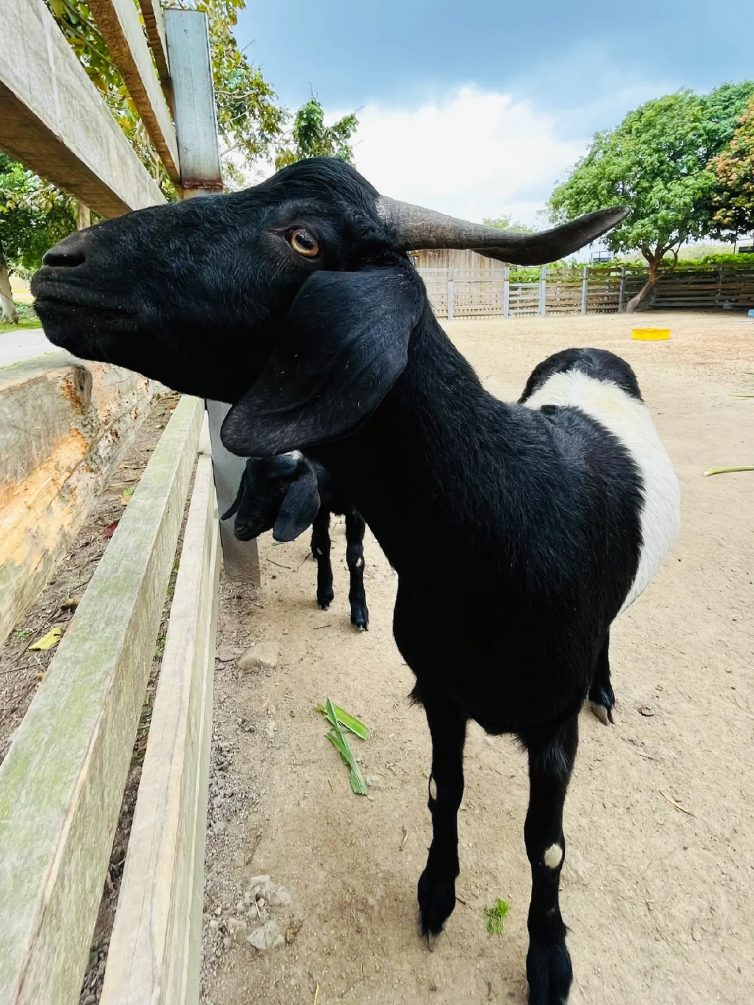 广州从化的动物园露营地