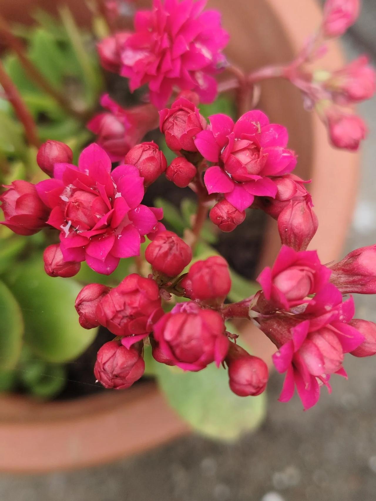 长寿花开，姹紫嫣红。那就祝岁月静好吧！