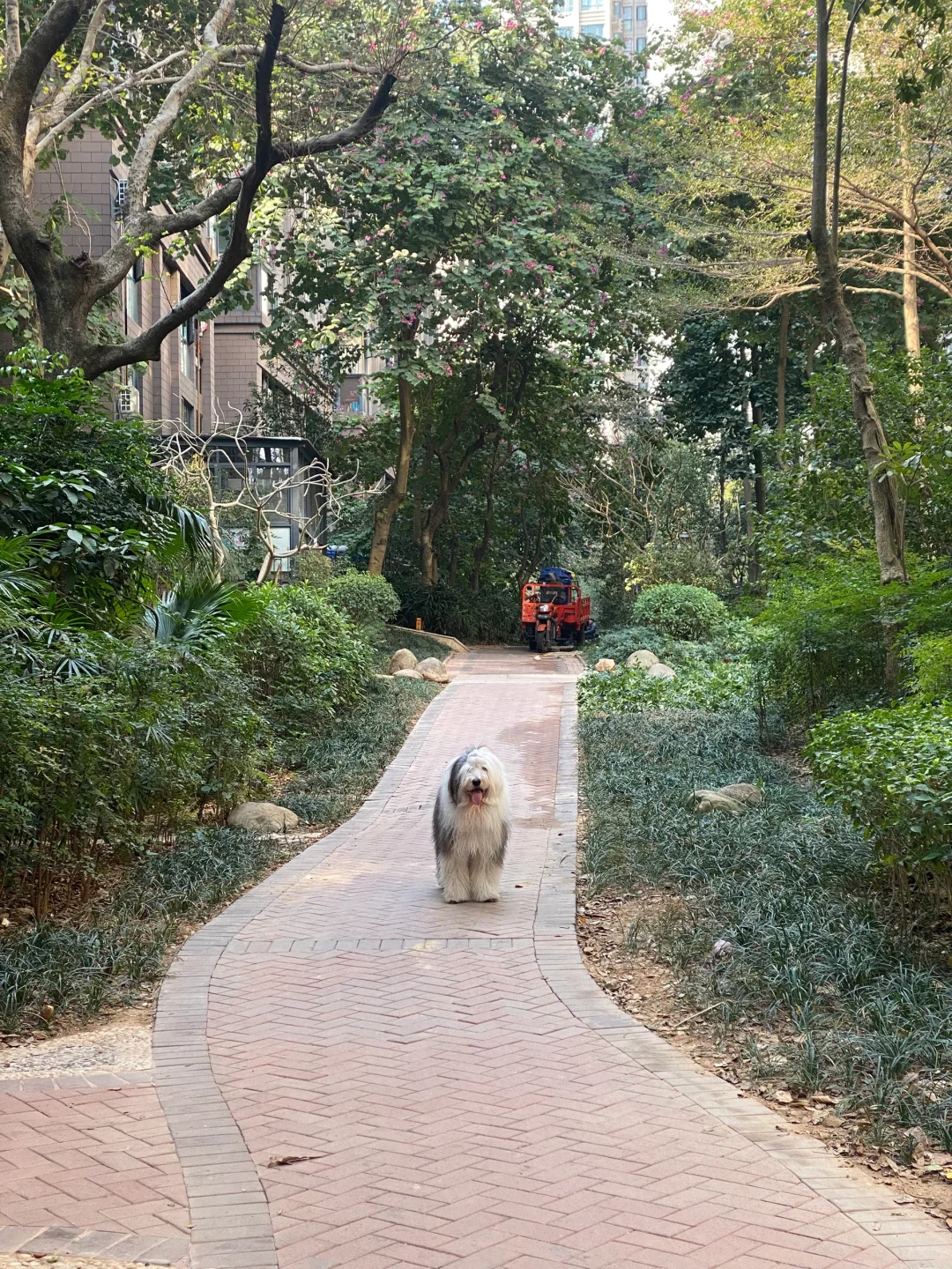 遛弯小狗不愿意回家