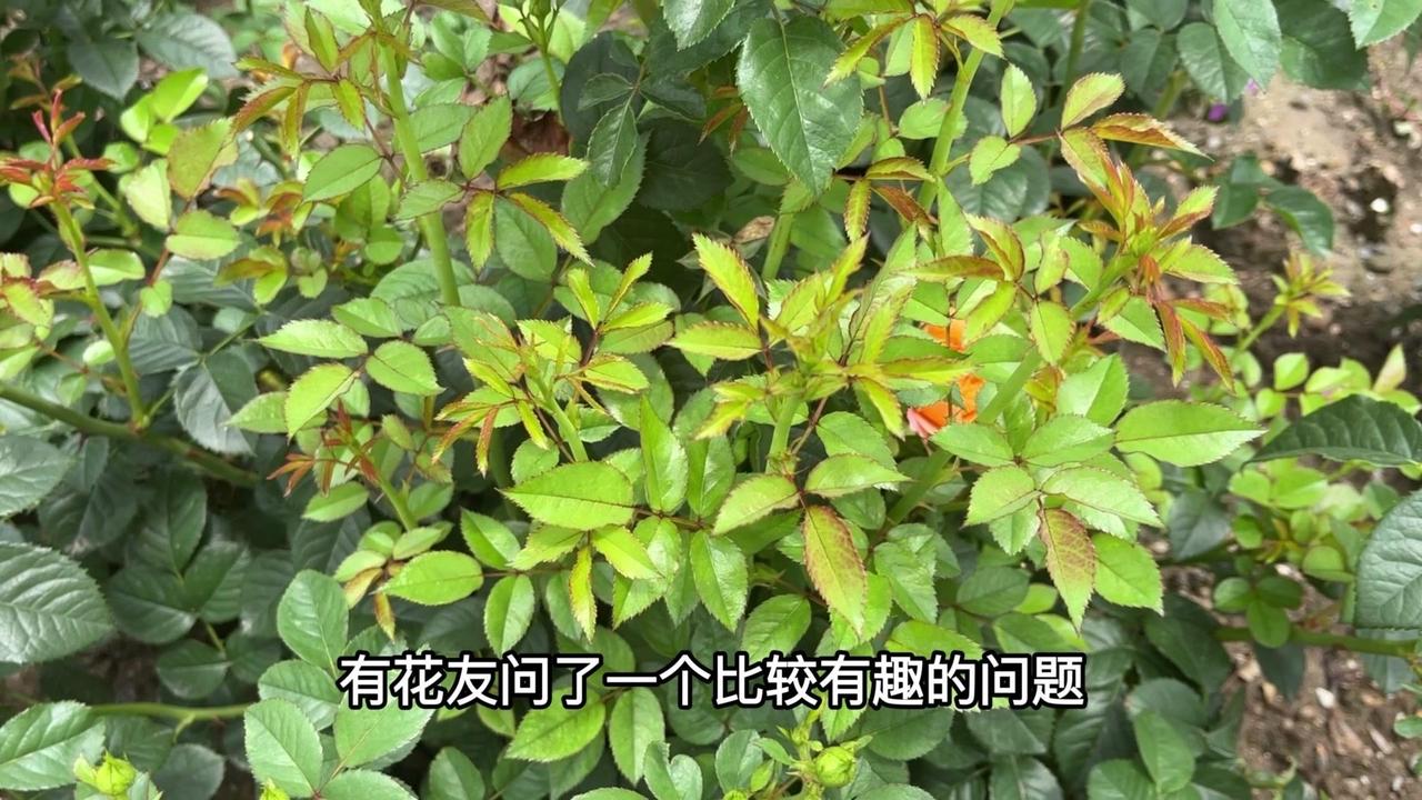 ✨有花友提出一个比较有趣的问题：给月季施肥之前，是否需要先用清水把盆土浇透，再来