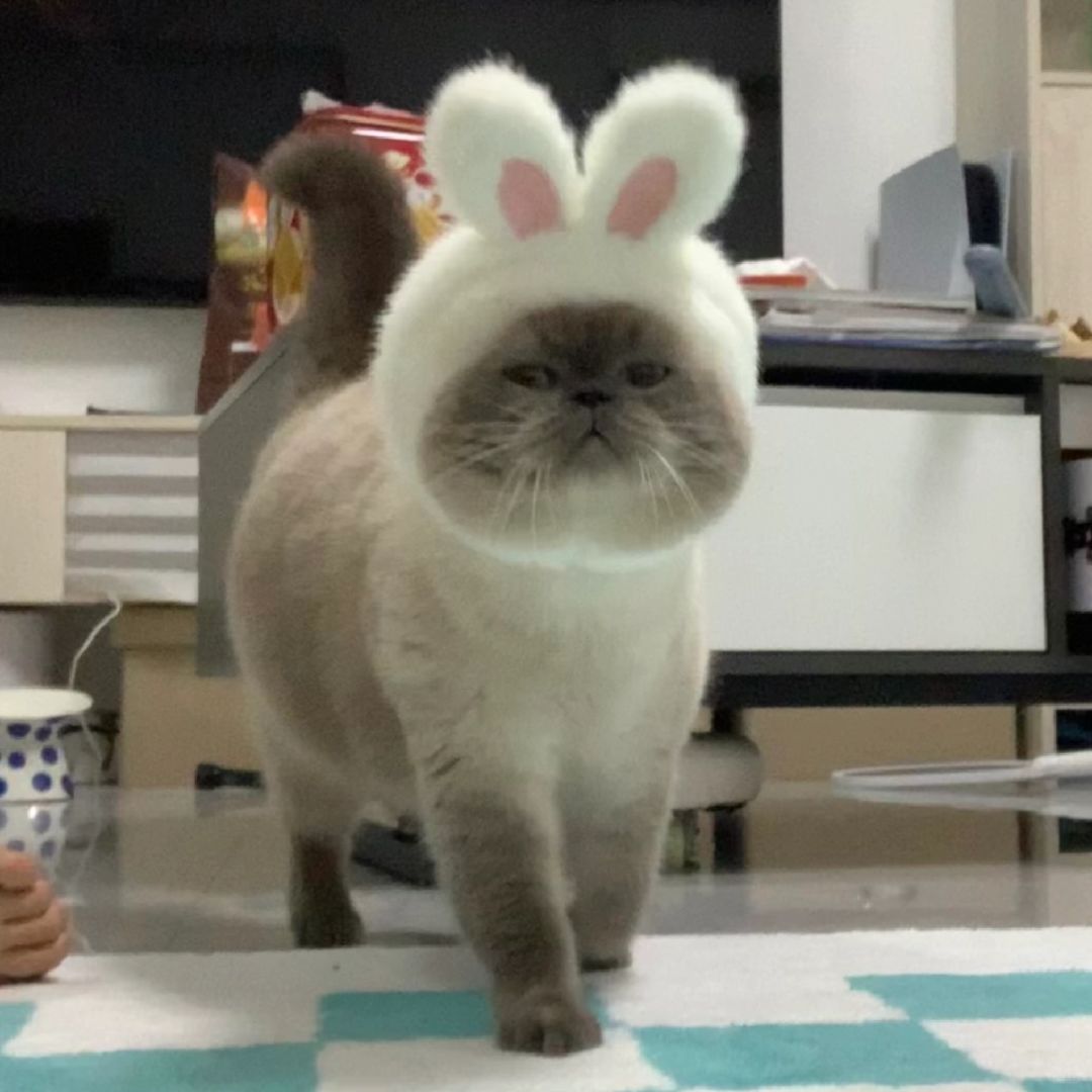 糊糊猫是坠可爱的！啊啊啊！