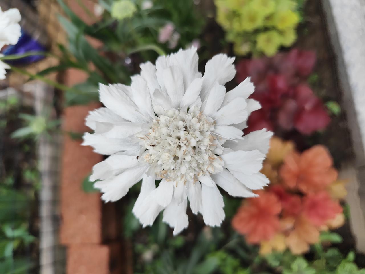 白色小花自然美
    小区内近日一种白色小花盛开，虽然不是名贵花卉，但也开得自