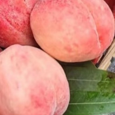 桃子种植一、选地与土壤准备选择阳光充足、地势较高、排水良好的地块，土壤以pH值5