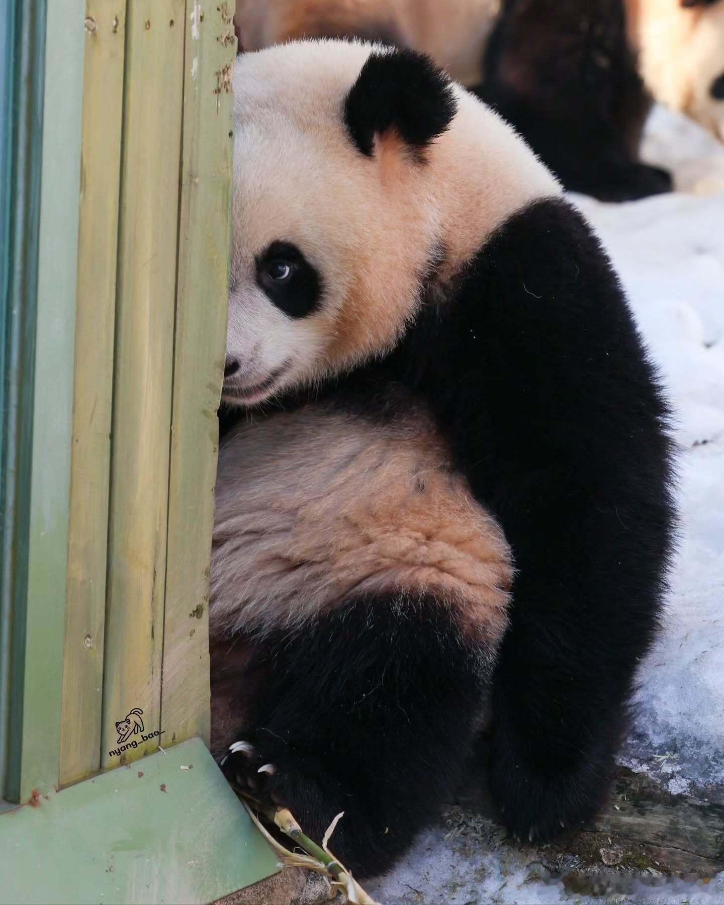 邪恶摇粒绒睿宝：嘿嘿，我有一个好主意，豆沙咯 