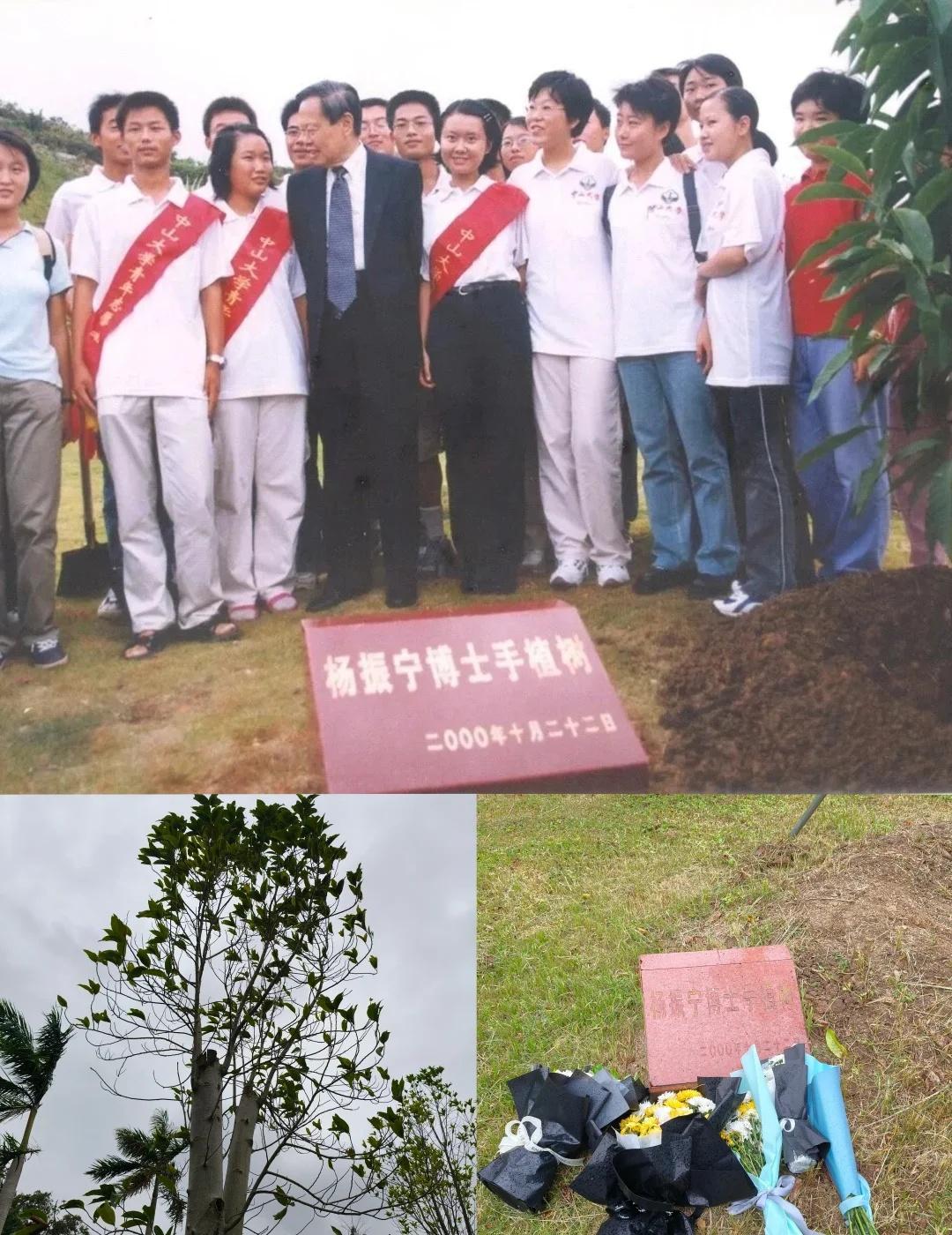 振宁先生的树会一直在
今天是振宁先生辞世的第五天
也是先生在中珠种下这棵小树25