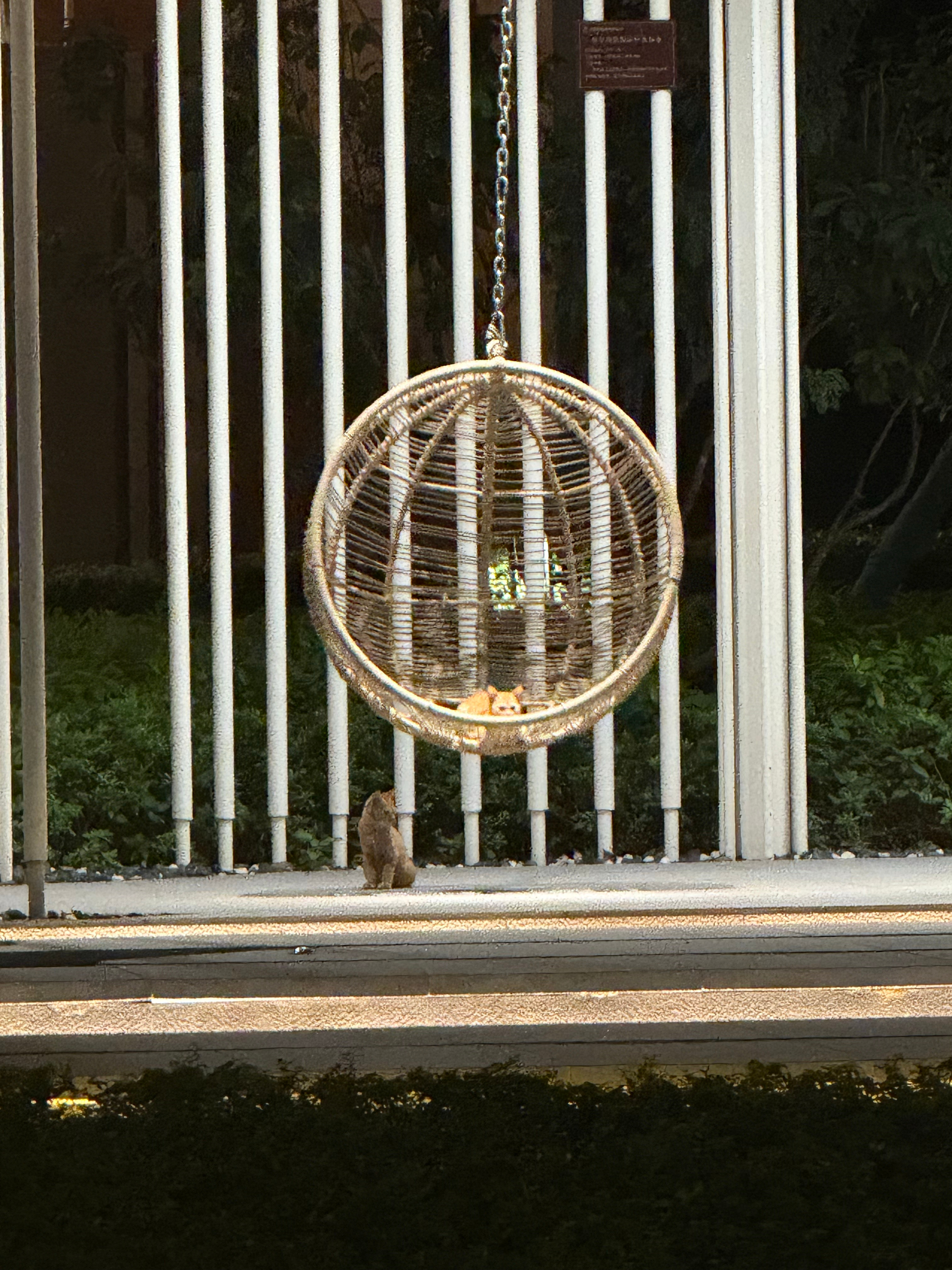最近的小猫怎么每天在这里荡秋千 还有一个守护的 ​​​