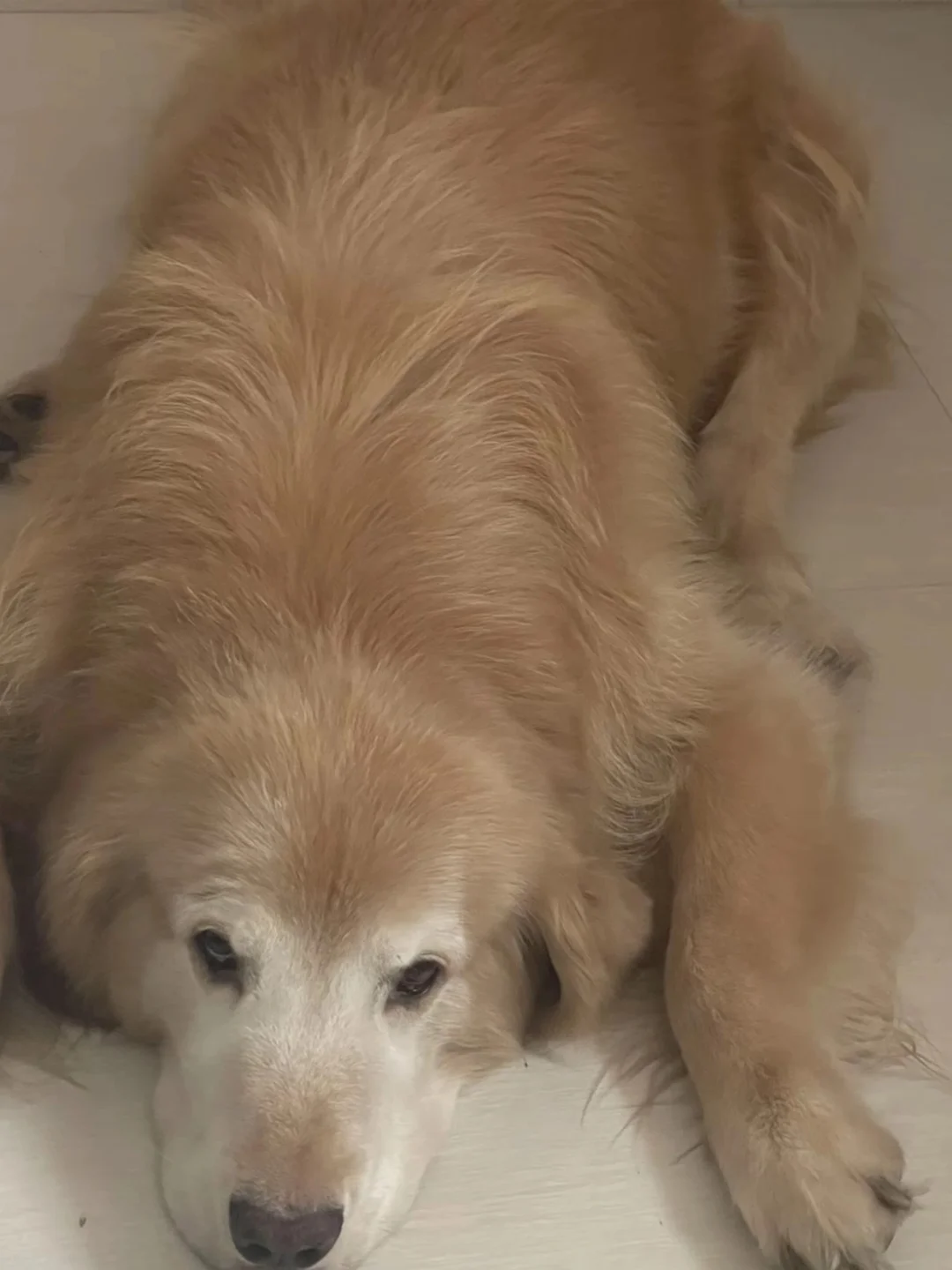 12岁金毛过冬支气管炎｜不反复咳嗽经验