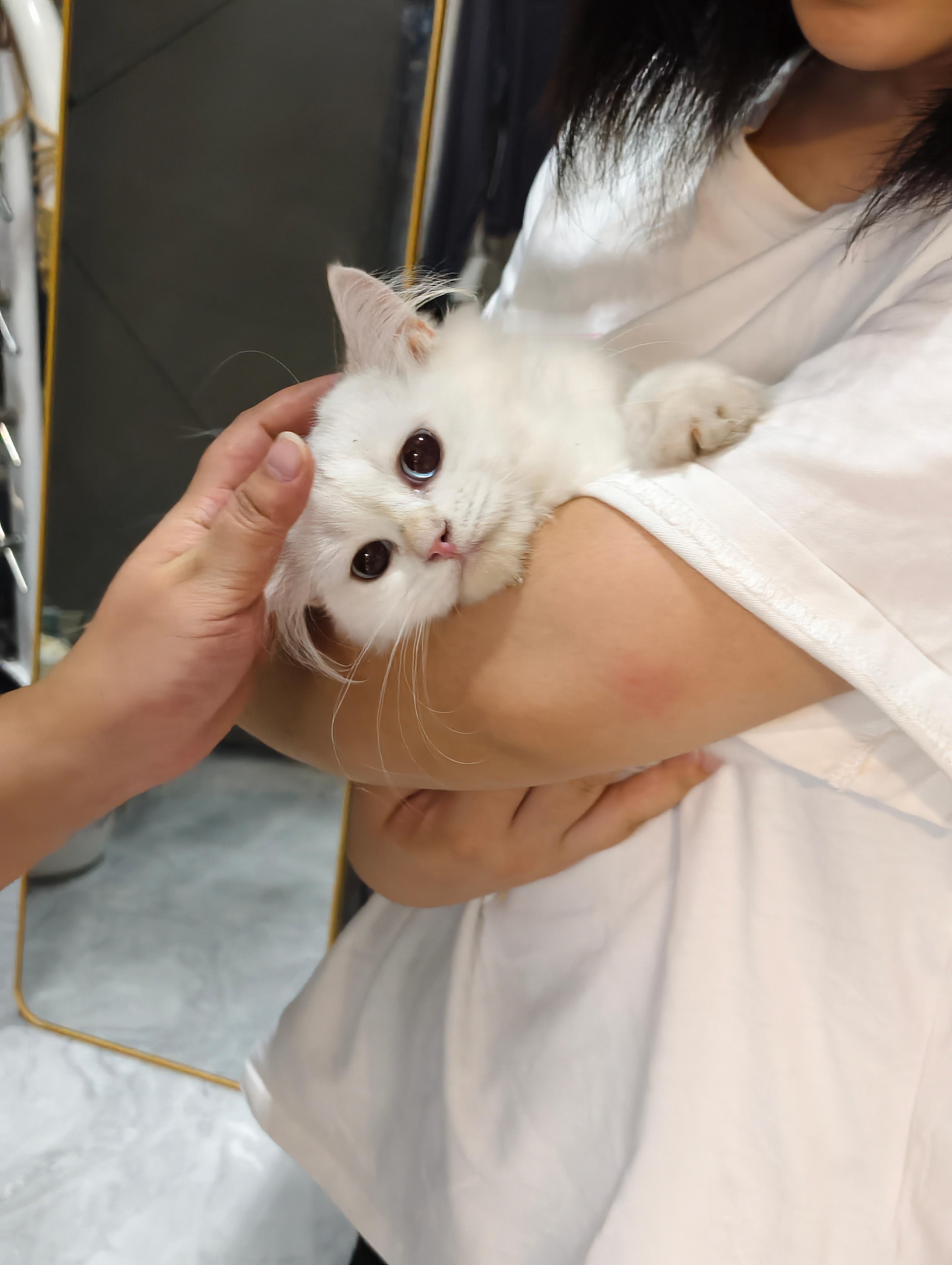小猫你好可爱 