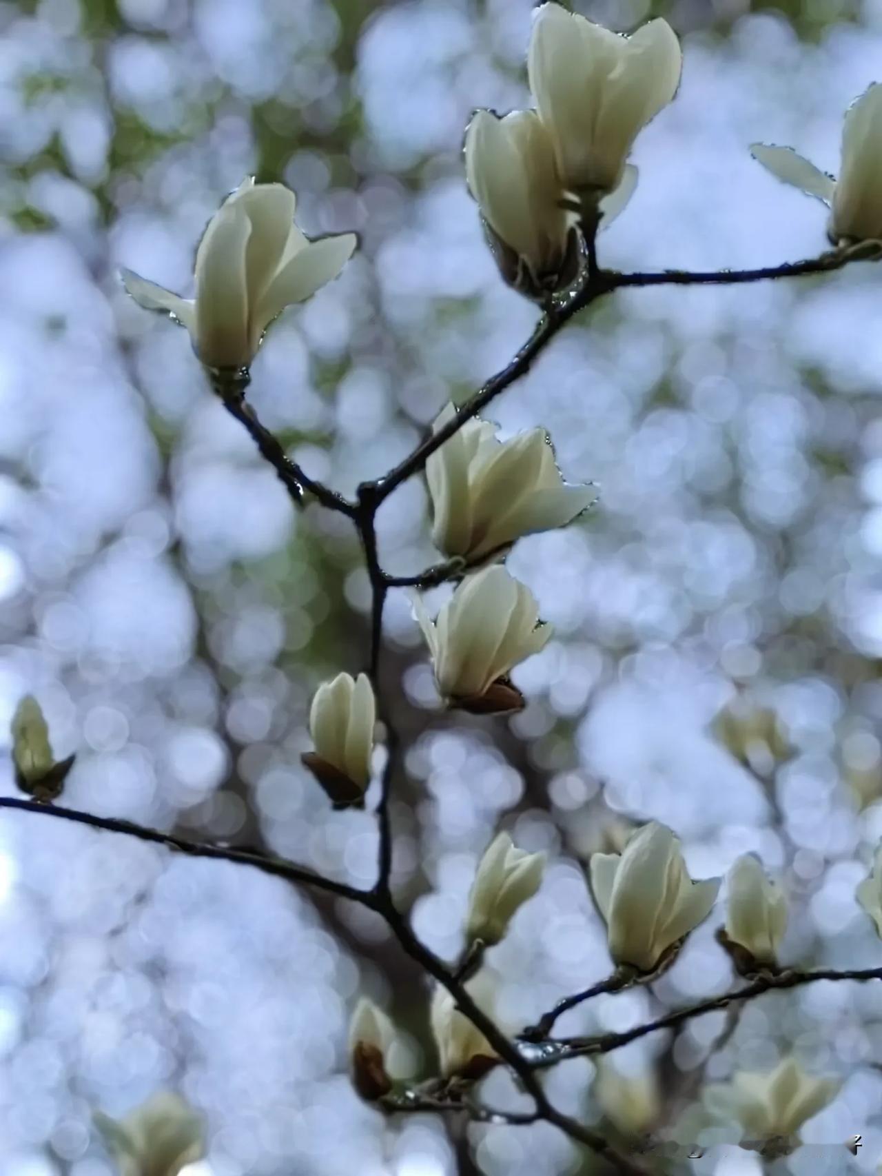 分享春日踏青去活动今天高兴的给大家分享，公园里的那棵玉兰花终于昂首怒放了。因为它