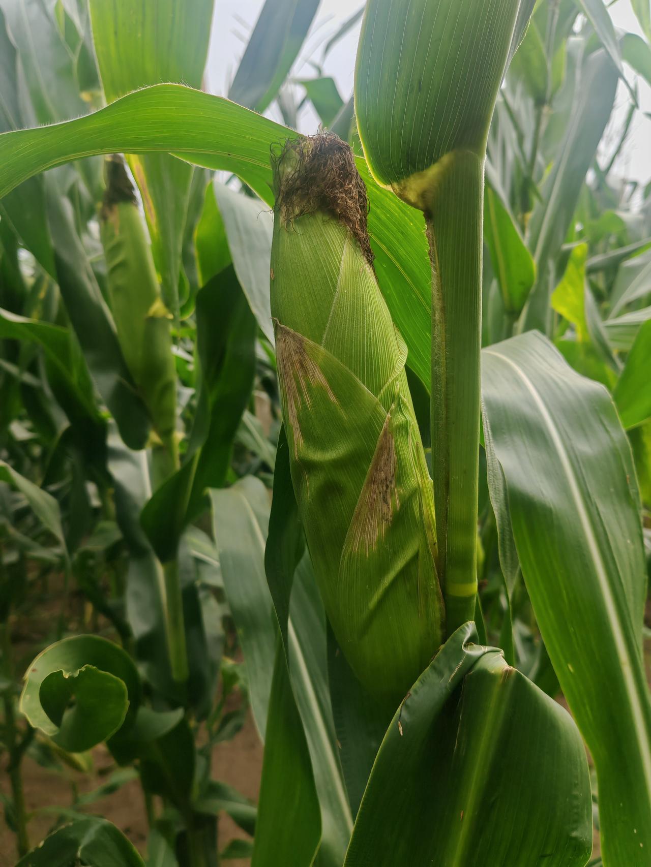 玉米🌽在你们那里叫什么成片玉米地里，饱满的玉米棒裹着翠绿苞叶挺立在秸秆之间。褐