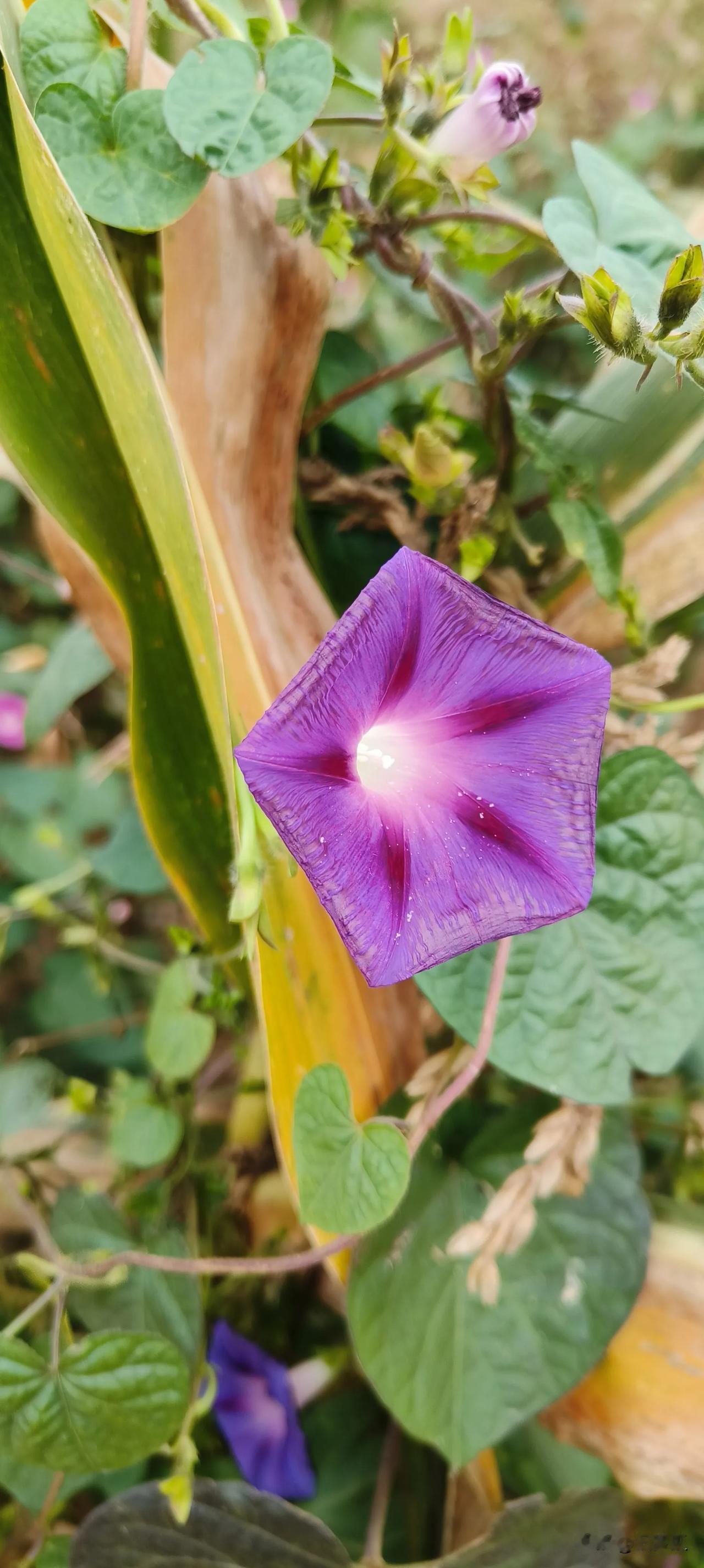 #分享一张小野花的照片。#
未来的路不会比过去更笔直，更平坦，但是我并不恐惧。我