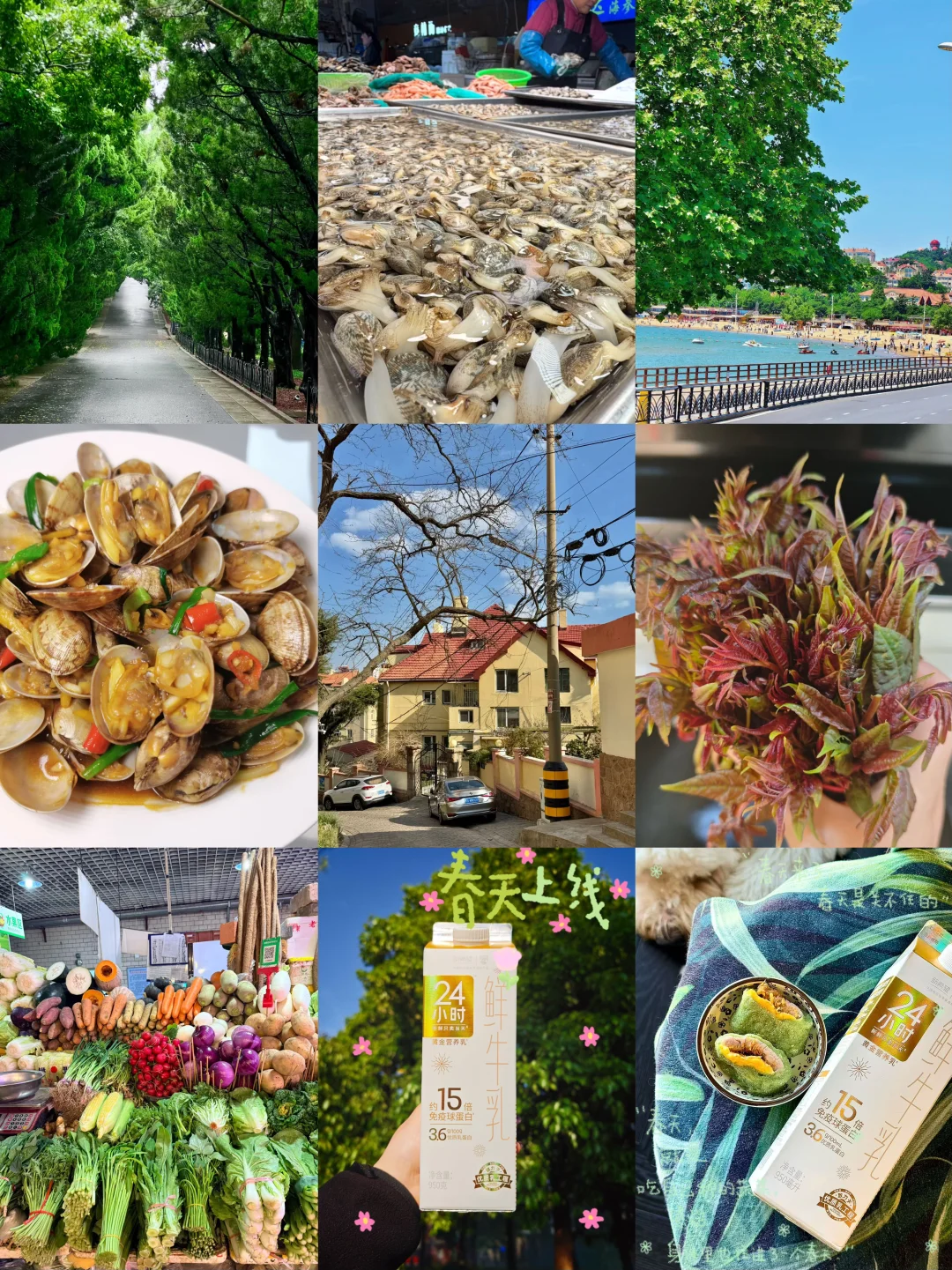 在青岛，连风都是鲜的🍃