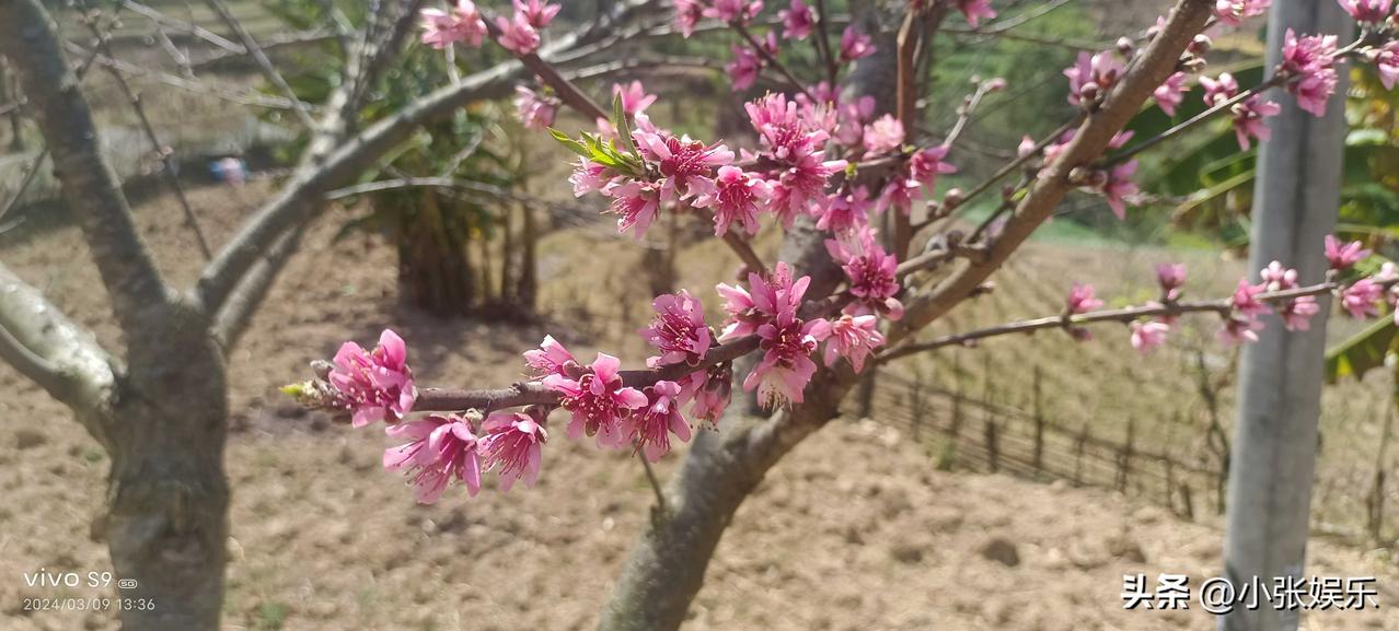 咏桃
      ——云J楠楠
傲骨天生不必夸，
嫣然一笑灿如霞。
生来便占春风