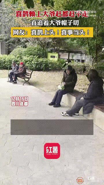 人在公园坐
喜从天上来

四川成都
一位戴黑色礼帽的大爷
和其他老头老太在公园并